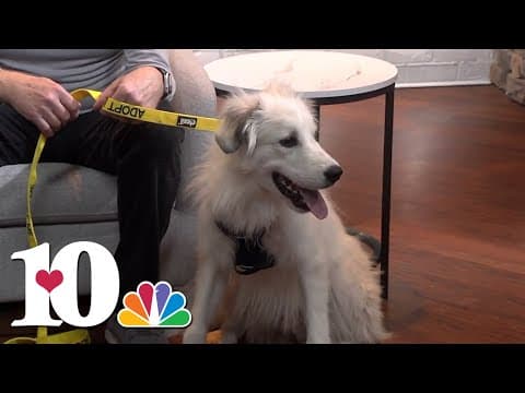 Meet our Pet of the Week: Jango