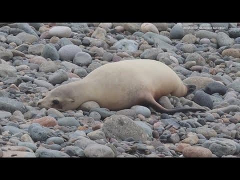 Signs of relief as toxic algae bloom impacting sea lions begins to subside