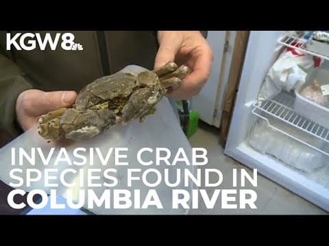 Invasive crab species found in Columbia River for the first time