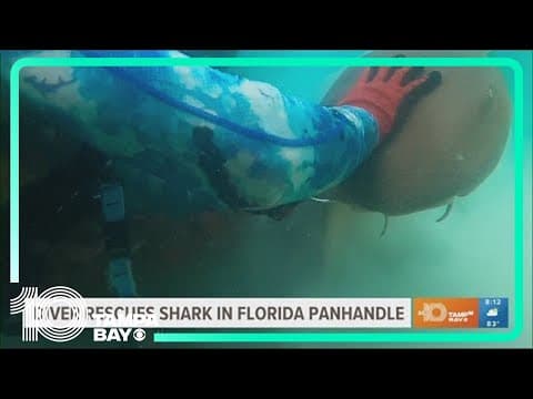 Diver rescues shark in Florida Panhandle