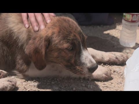 A neighbor is working to find dog's owner after tornado