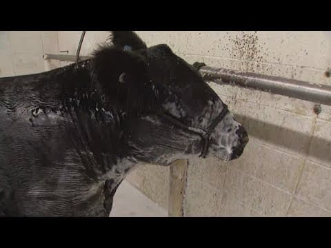Young ranchers compete at the National Western Stock Show