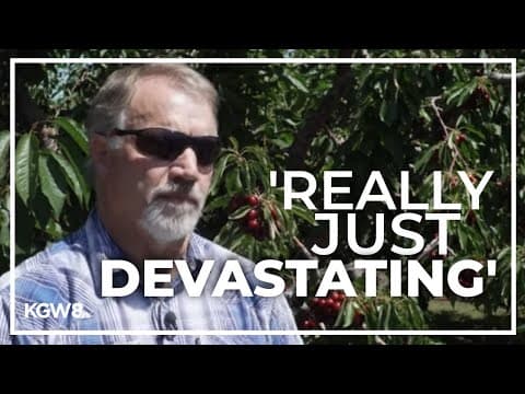 Push for federal funding for Oregon cherry farmers due to bad crop season