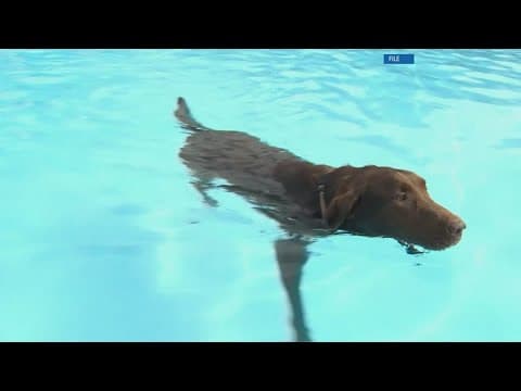 Doggie Dip Nights are back this week at Inskip Pool