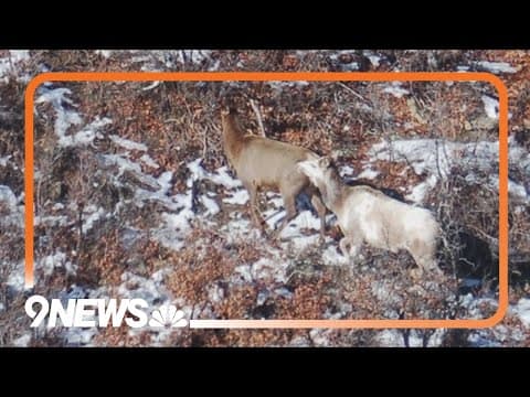 Rare elk spotted in southwest Colorado