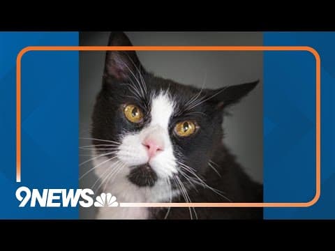 King Arthur, a handsome tuxedo cat, loves attention and needs a forever home