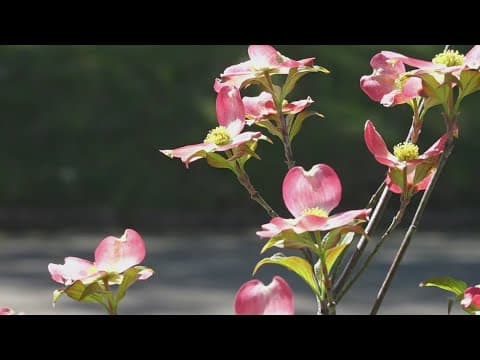 Celebrating 70 years of the Dogwood Trails