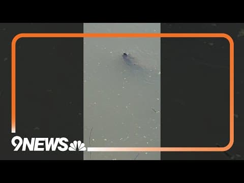 Texas alligators keep their nose outside the water when they freeze in winter