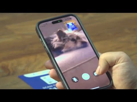 Telehealth for your pet | CA bill could pave the way for virtual veterinarian visits