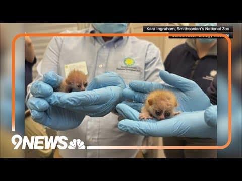 Washington zoo welcomes cute new pygmy babies