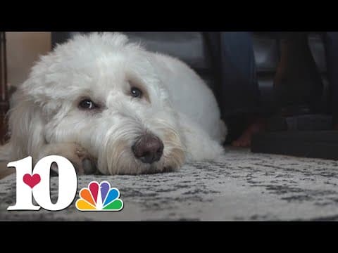 Knox County family thanks community for help in nine-day search for their dog