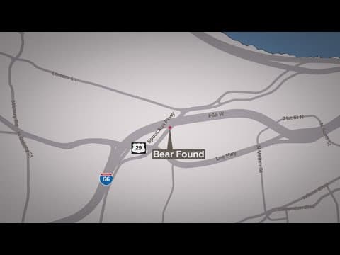 Body of bear found in plastic bear near walking trail in Arlington