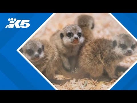 Meerkat kits born at Point Defiance Zoo