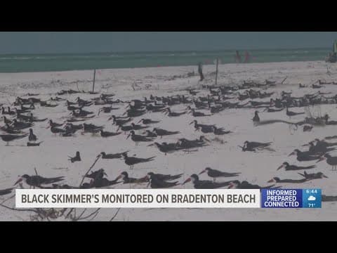 Black Skimmers are being monitored on Bradenton Beach