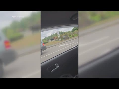 VIDEO: Bulls on the loose in Massachusetts