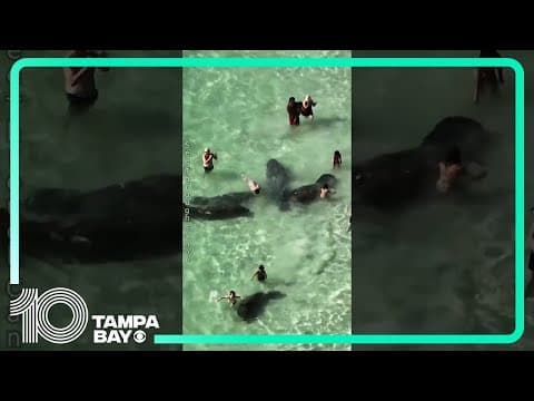 Beachgoers disturb manatees near Clearwater #shorts
