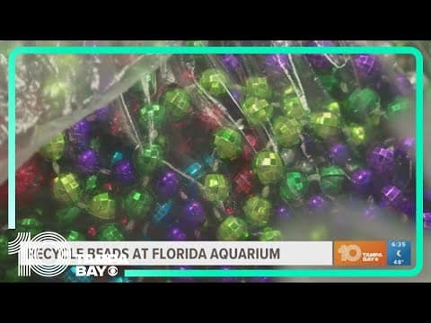 Help clean up beads after Gasparilla, and you can get a free Florida Aquarium ticket