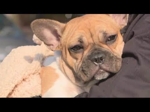 French bulldog taken by armed man in DC reunited with owner, told to pay $900 to get him back