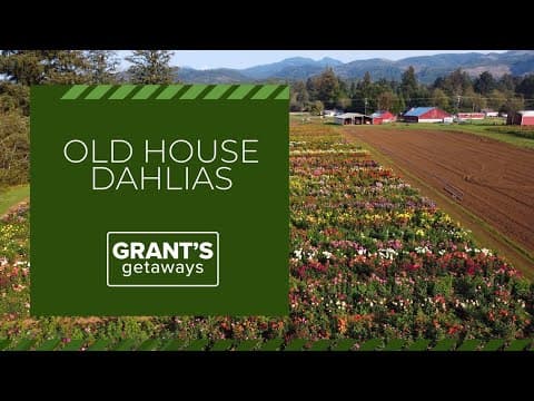 Tillamook County offers a wealth of dahlias, dairies and delicious oysters | Grant's Getaways
