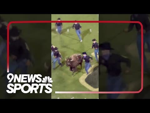 Colorado Buffalo Mascot Ralphie VI Runs Before Cincinnati Game
