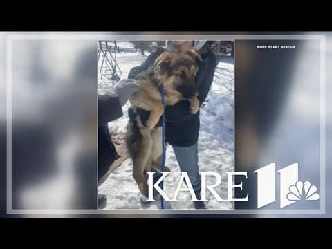 Minnesota rescue saves 2 abandoned puppies from living under a frozen porch