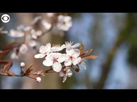 Cherry blossoms in full bloom in Tokyo, Japan