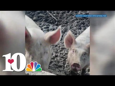 Pair of pigs prepare to leave the Smokies