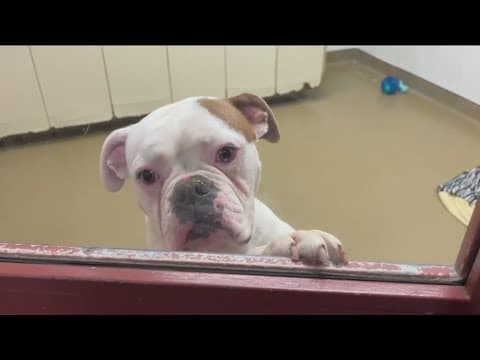 Shelter dog overcrowding hits crisis levels at County Animal Services shelters
