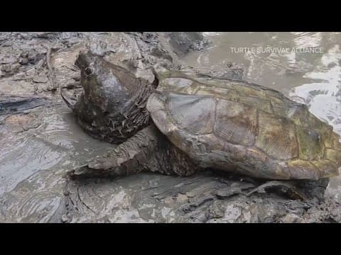 TPWD offering up to $2,000 for reporting alligator snapping turtle poachers