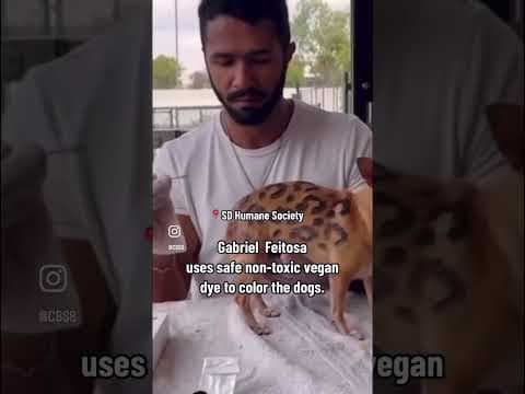 A special doggy makeover with Gabriel Feitosa for San Diego Humane Society's newly adopted pups