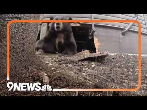 Record number of bears evicted from Tahoe homes