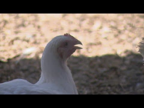 Texas farmers are losing their chickens due to the extreme heat