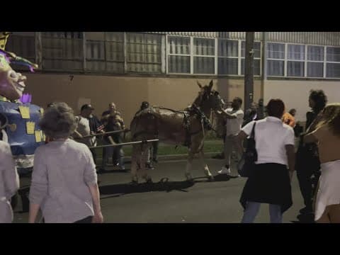 Spooked mule causes scare at Krewe du Vieux parade