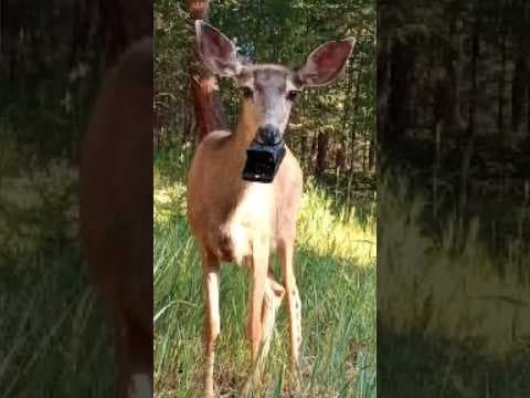 Deer With Rat Trap on Mouth Rescued