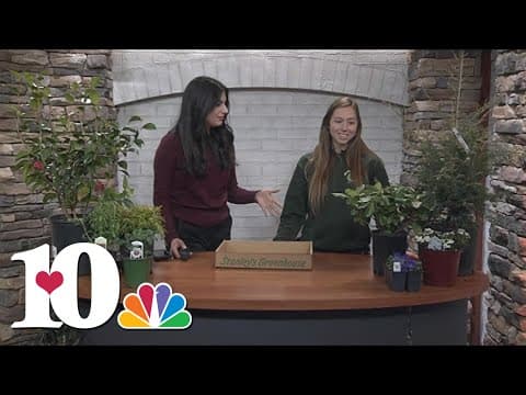 Getting flowers ready ahead of spring