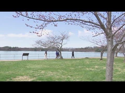 Cherry blossoms reach stage 4