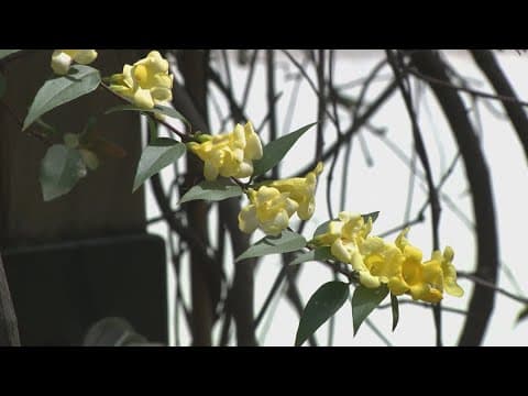 Shaw apartment building removes flower from courtyard after puppy's death