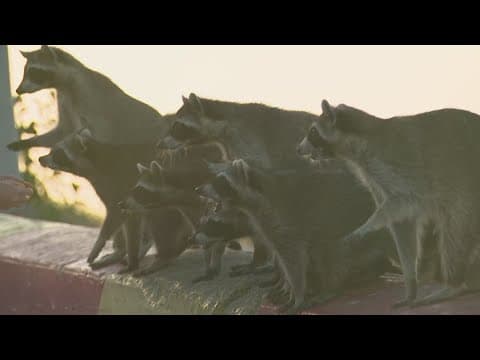 City of Galveston cracks down on raccoon feeding at popular seawall spot