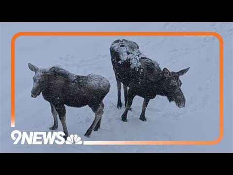 Moose spotted on the Winter Park slopes