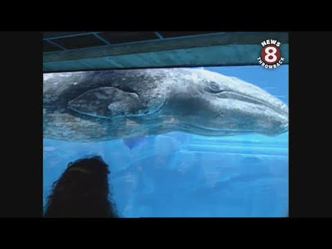 JJ the grey whale making a splash at Sea World San Diego 1997