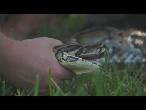 Florida pythons swallowing deer, gators
