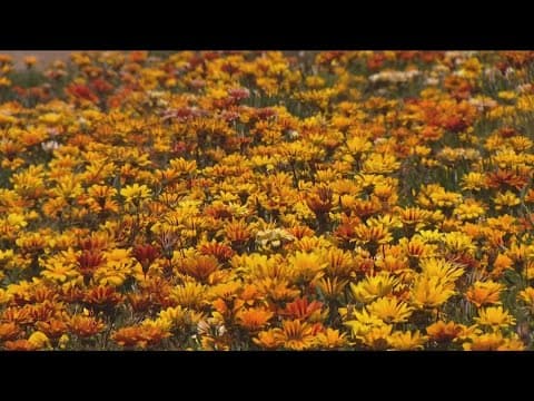 Why wildflowers are blooming along San Diego highways