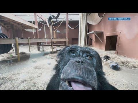 Zoo Knoxville chimpanzee recovering after historic spinal surgery