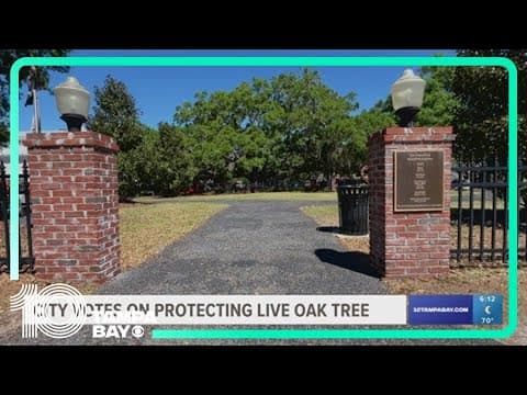 Safety Harbor residents vote to preserve Baranoff Park and  the county's oldest live oak tree