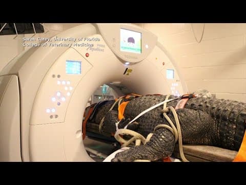 Alligator with ear infection gets scan in Florida