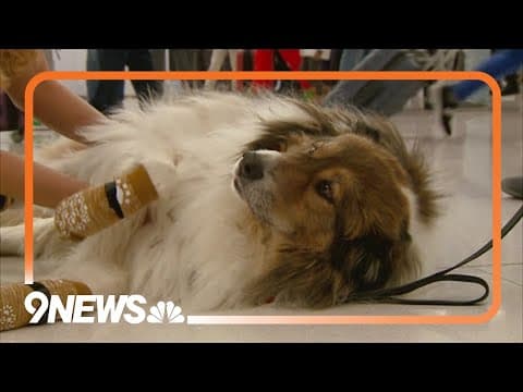 Good boy! Dogs ease holiday stress for travelers at DIA