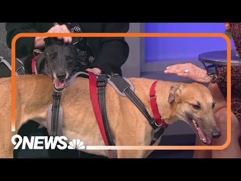 Greyhounds looking for retirement homes