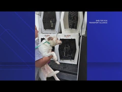 Pet Adoption Fair in VA: Rescuing furry friends affected by Milton