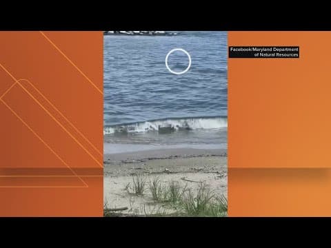 Shark spotted around Beverley Beach in Anne Arundel County