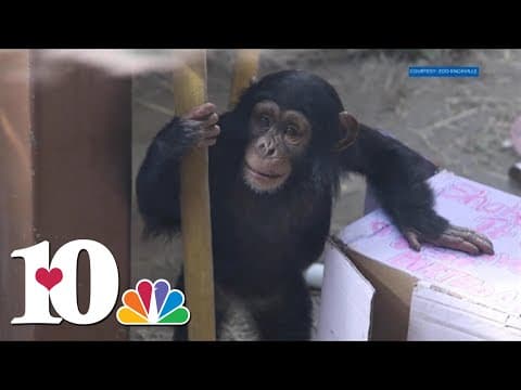Zoo Knoxville celebrates Stevie the chimp's 2nd birthday